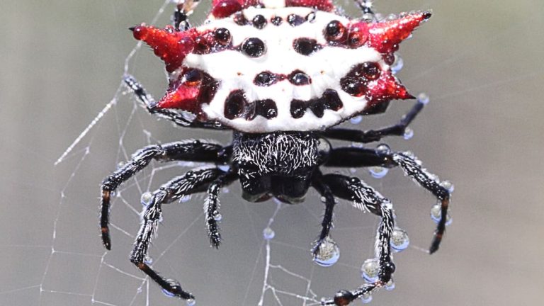 Unlocking the Secrets of a Fascinating Arachnid