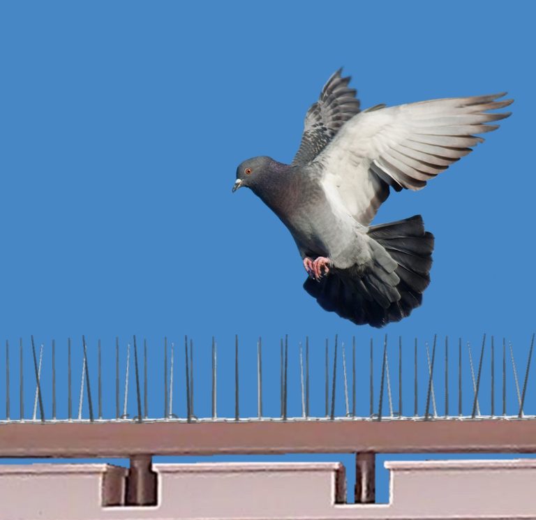 How Anti-Bird Spikes Help Improve Aviation Safety in Dubai