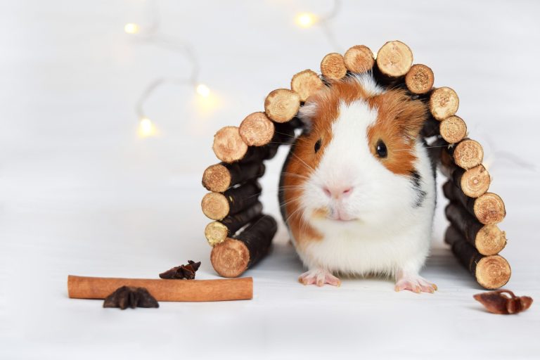 The Fascinating World of Guinea Pigs: Lifespans and Diverse Breeds Explored