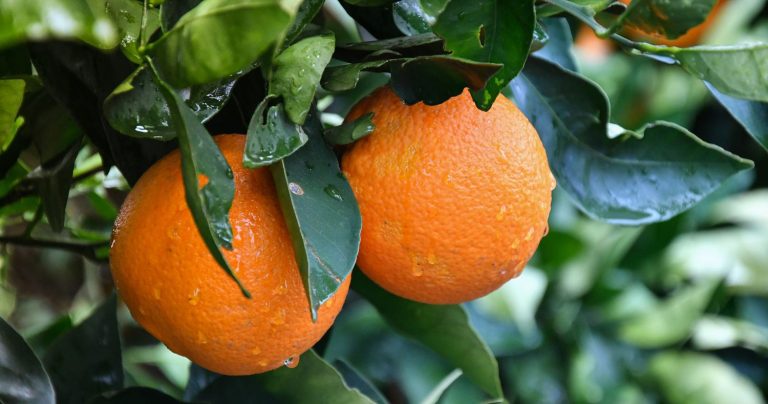 Discover the Health Benefits of Orange: The Ultimate Guide